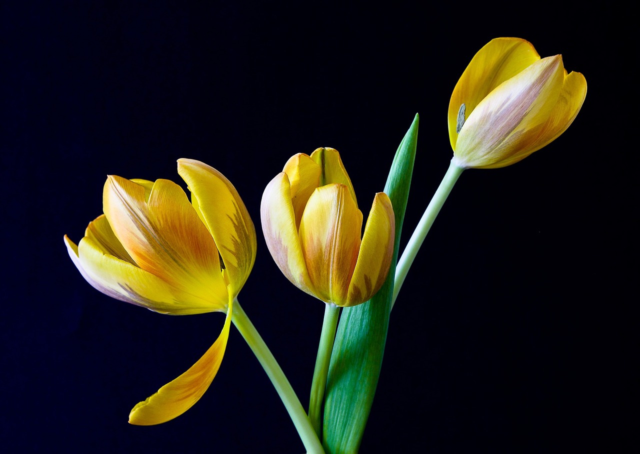 Żółto-biało-niebieski Dzień Kobiet w Elblągu: Tulipany od Olimpii